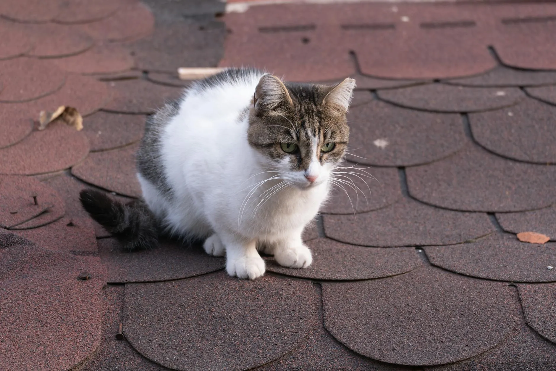 Flöhe bei der Katze – Symptome, Behandlung und Vorbeugung
