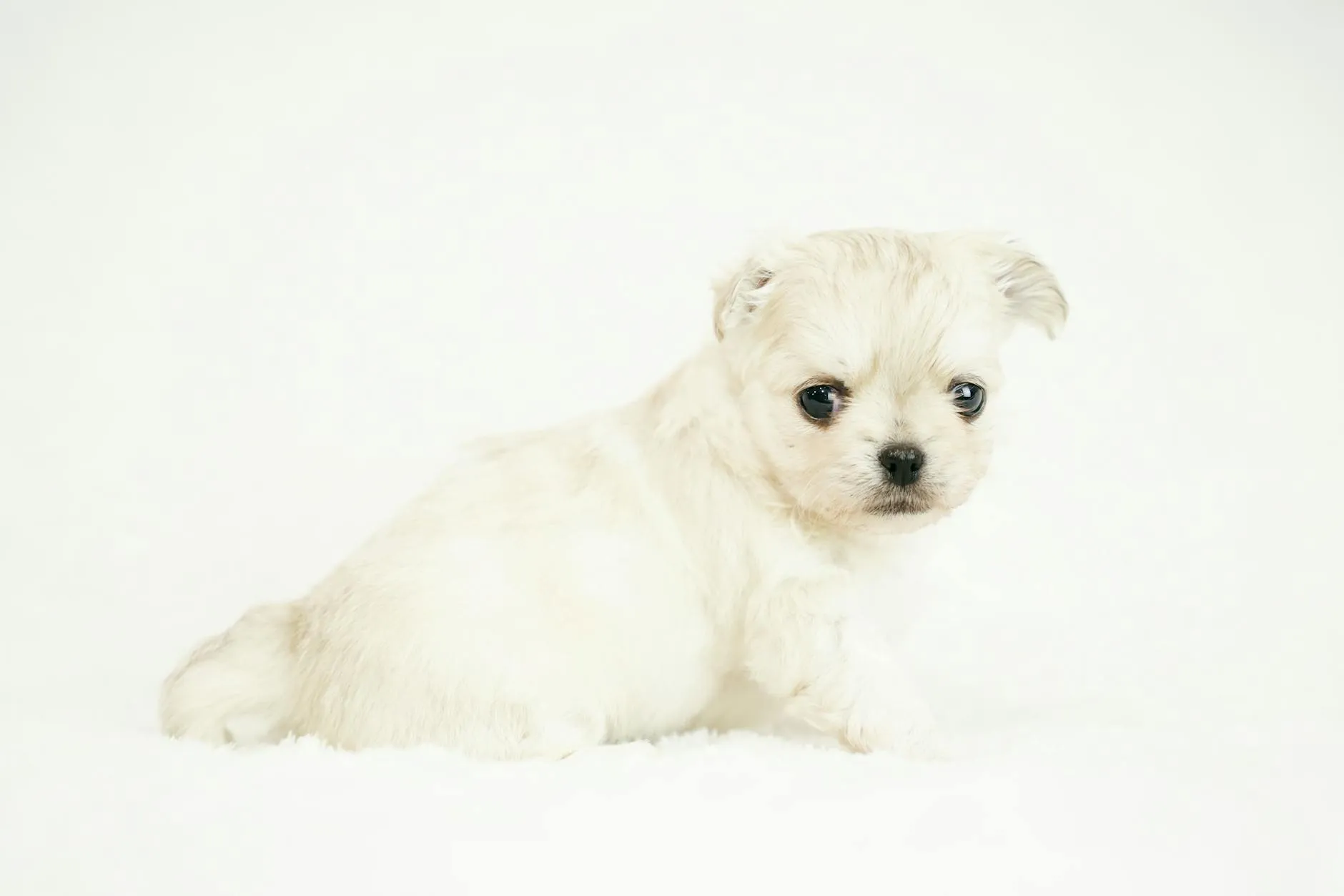 Hund im Auto – Sicherheit, Gewöhnung und Reiseübelkeit