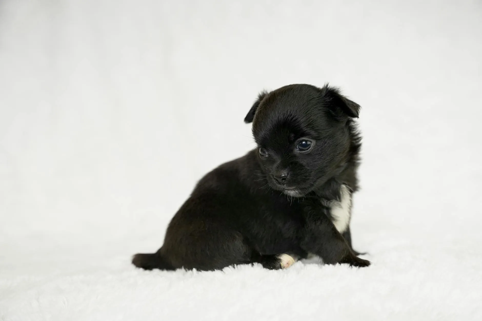 Hund bellt ständig – Ursachen und Trainingstipps