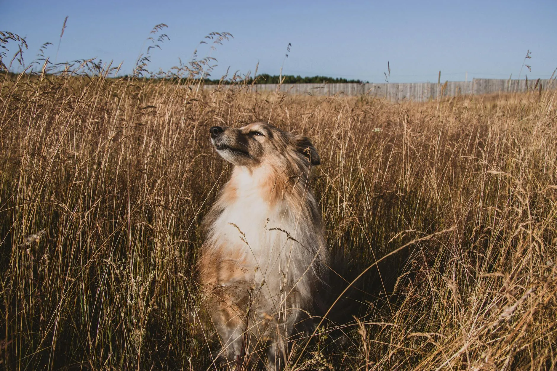 Hund im Sommer – Hitzeschutz, Abkühlung und Gefahren