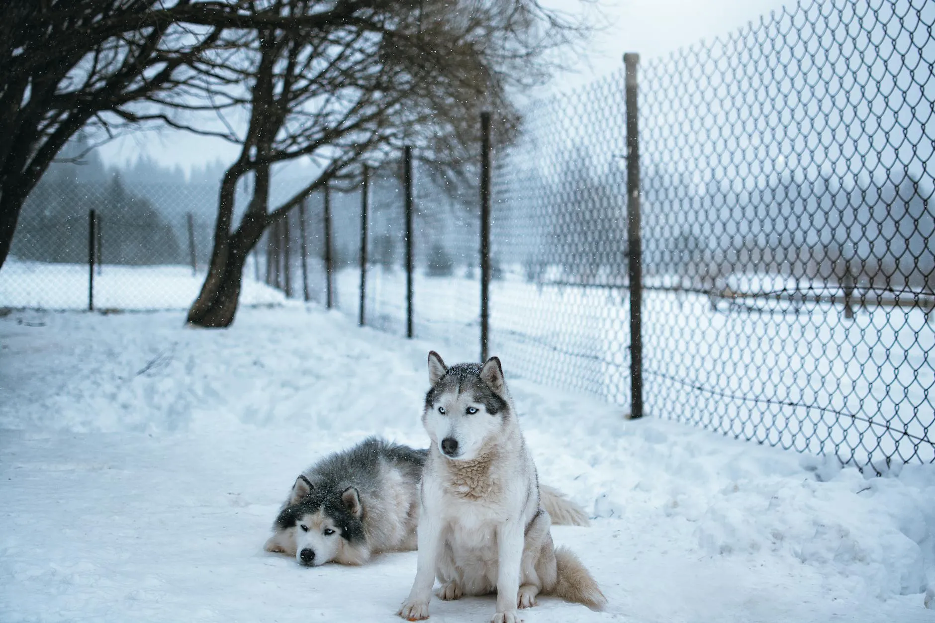 Hund im Winter – Pfotenpflege, Kälteschutz und Gefahren