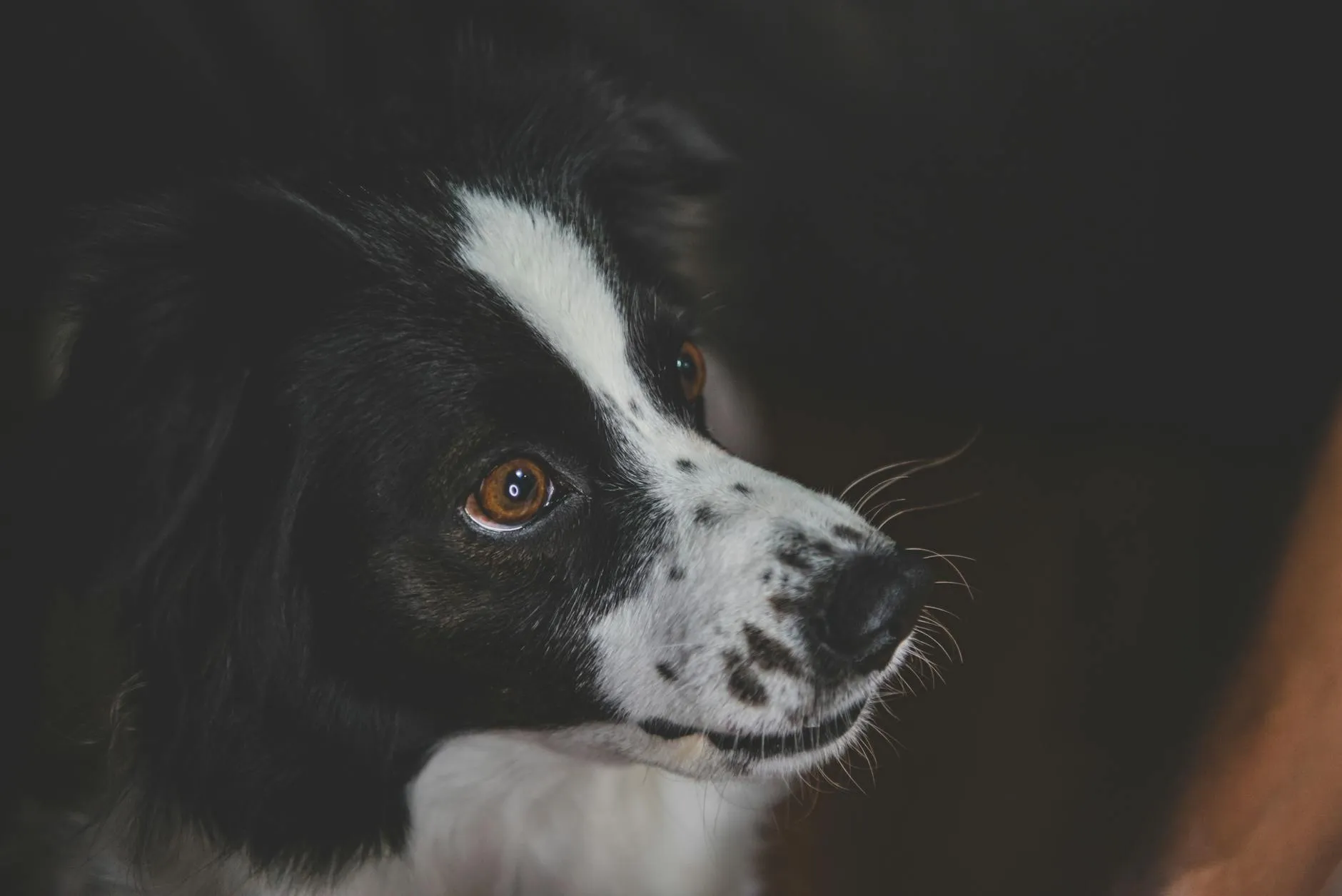 Dürfen Hunde Knochen fressen? Risiken und Alternativen