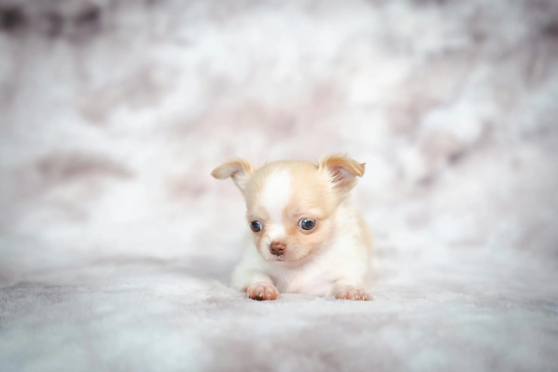 Leinenaggression beim Hund – Ursachen und Trainingstipps