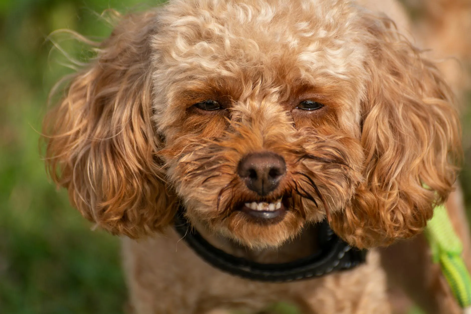 Vestibularsyndrom beim Hund – Symptome, Ursachen und Behandlung