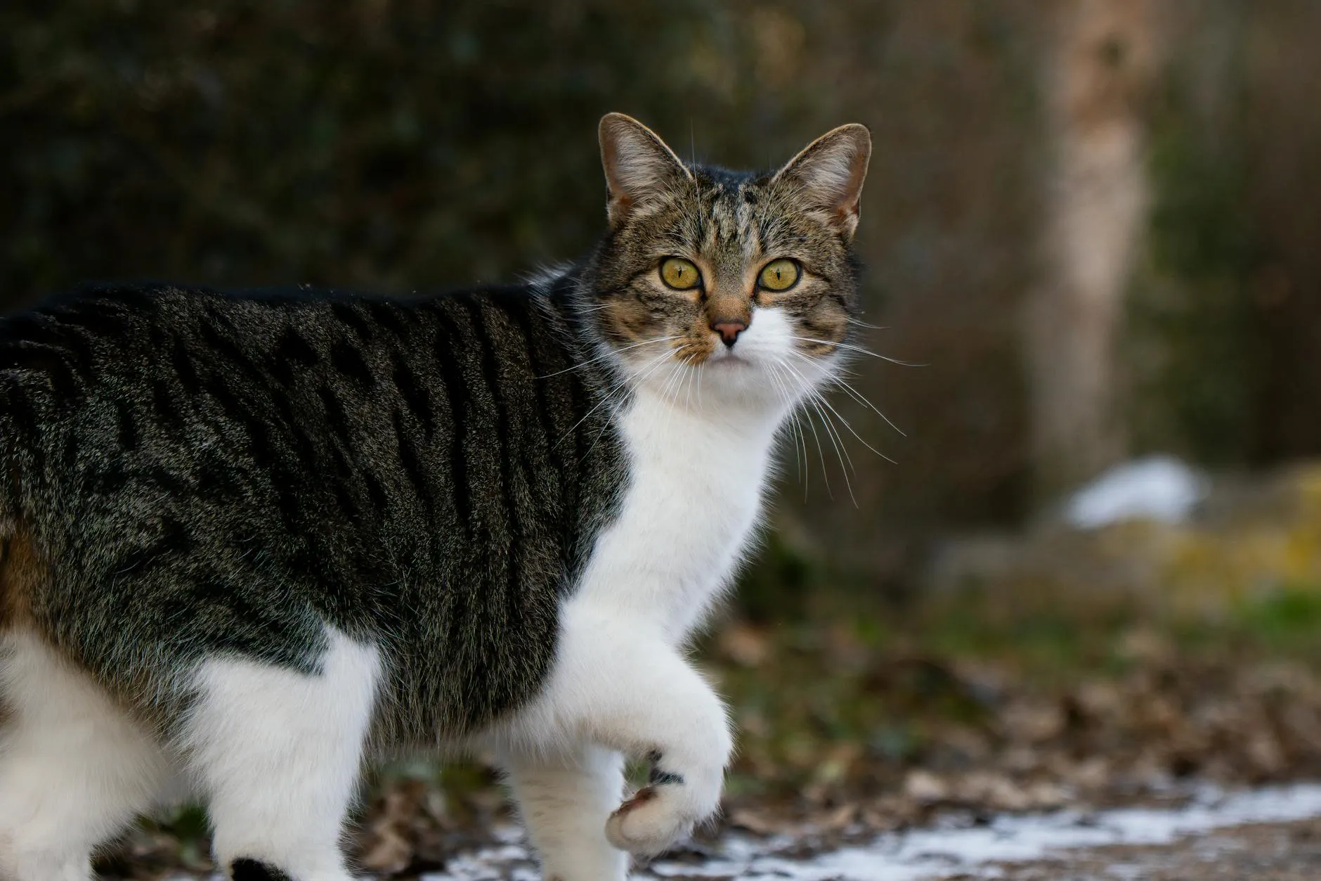 BARF für Katzen – Rohfütterung richtig umsetzen