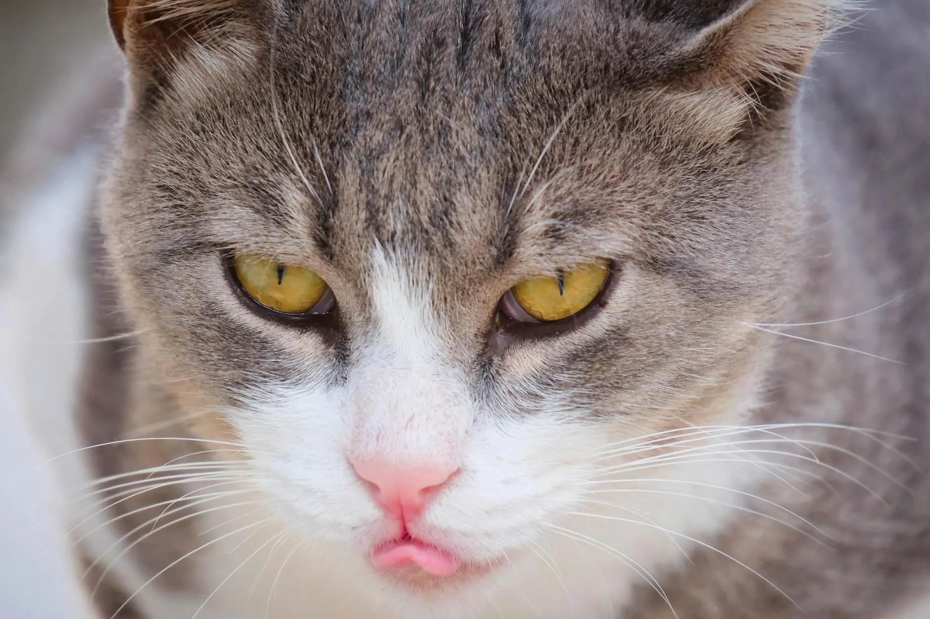 Katze Blasenentzündung – Symptome, Behandlung und Vorbeugung