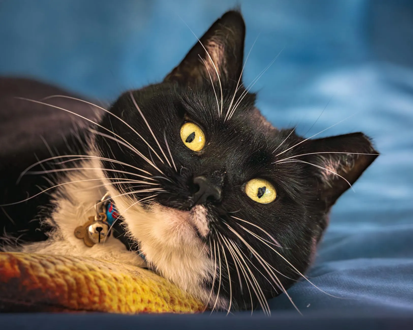 Katze markiert in der Wohnung – Ursachen und Lösungen