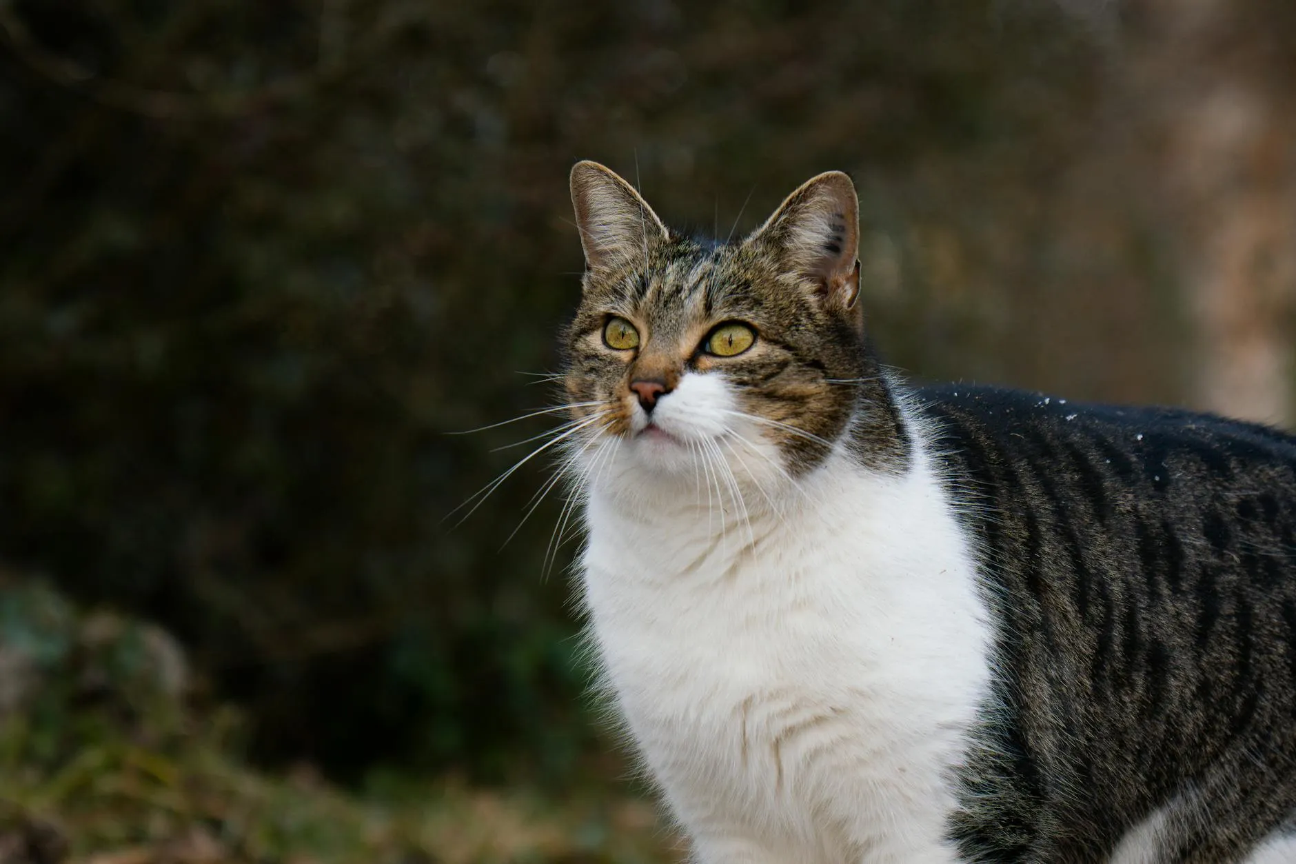 Katze trinkt viel – Ursachen, Warnsignale und wann zum Tierarzt