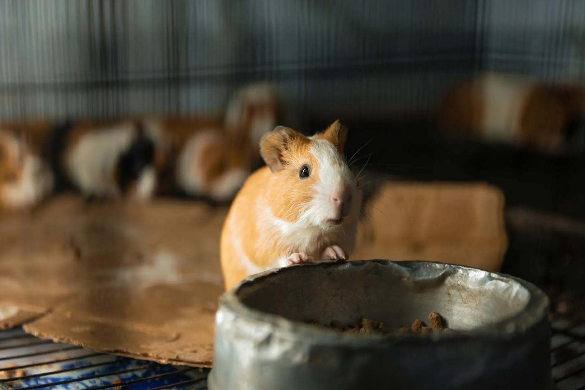 Katzenfutter – Nassfutter vs. Trockenfutter im Vergleich