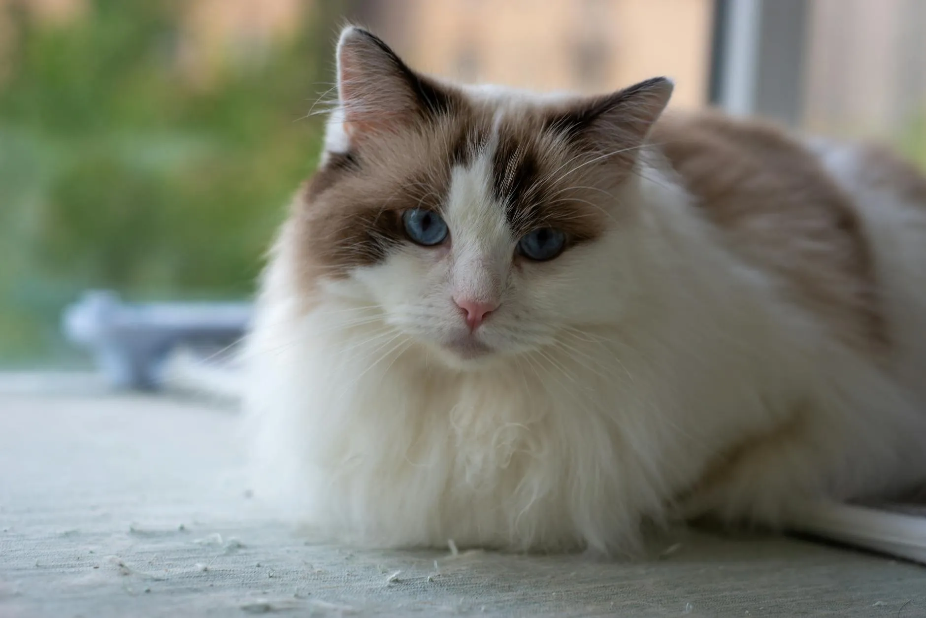 Ragdoll – Charakter, Haltung und Gesundheit
