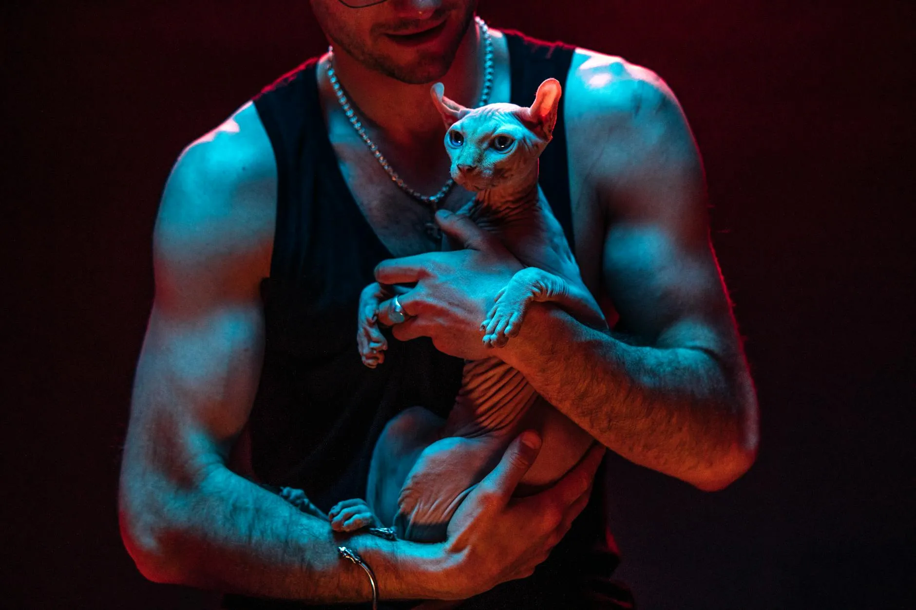 Sphynx-Katze – Charakter, Pflege und Gesundheit